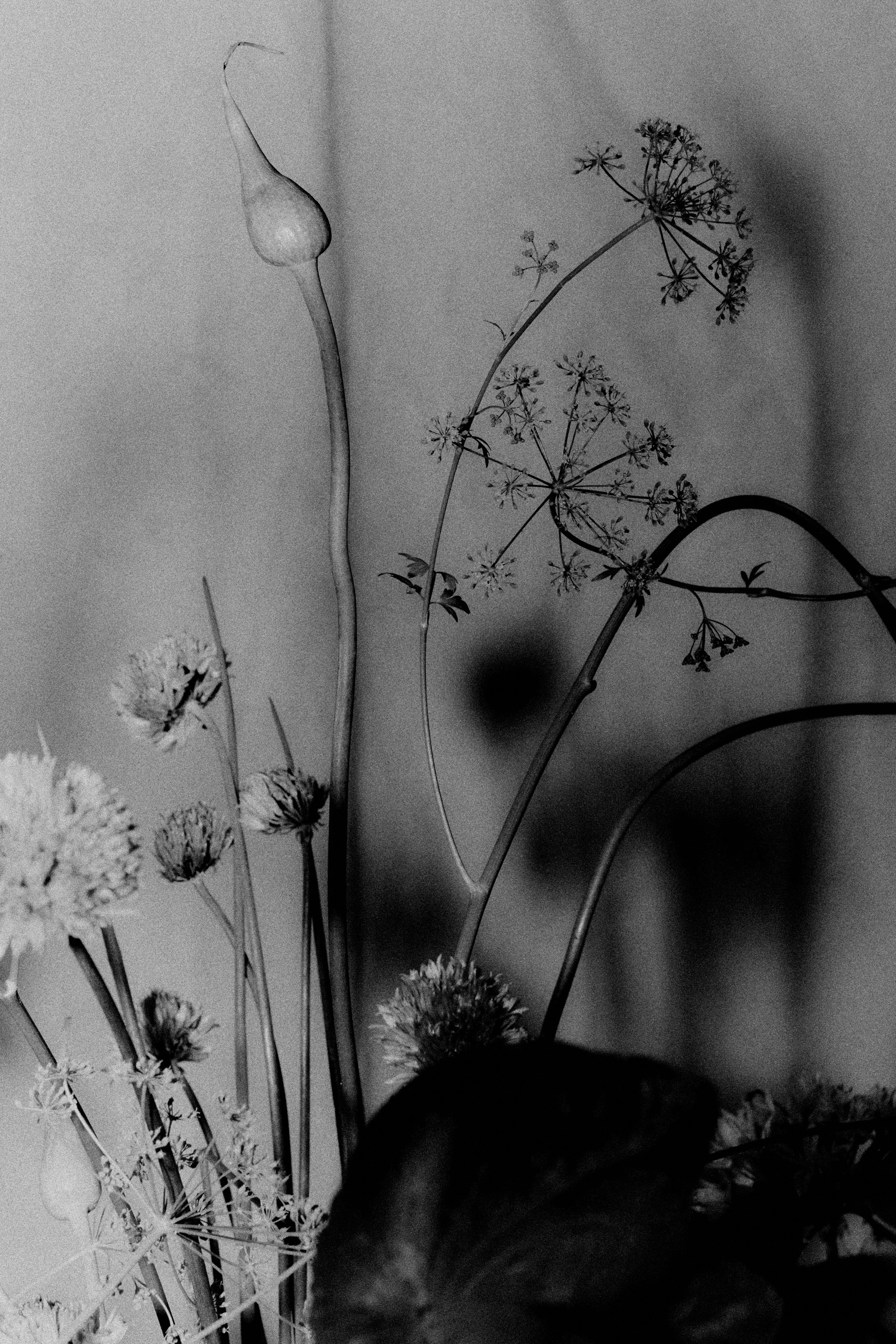 261801_FLOWERSONTHEEDGE_TILLYWACE_1213.jpg