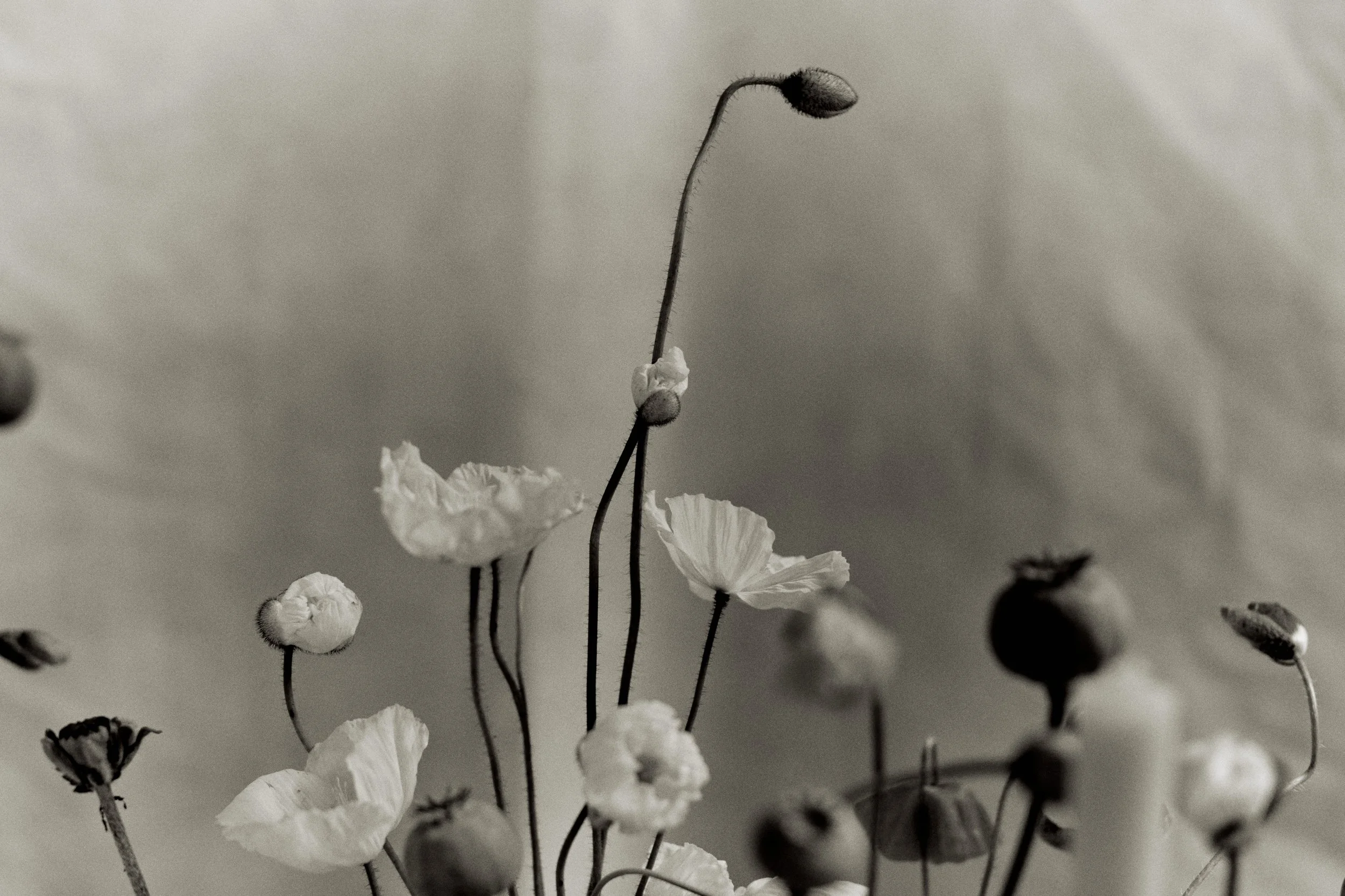 261801_FLOWERSONTHEEDGE_TILLYWACE_1716.jpg