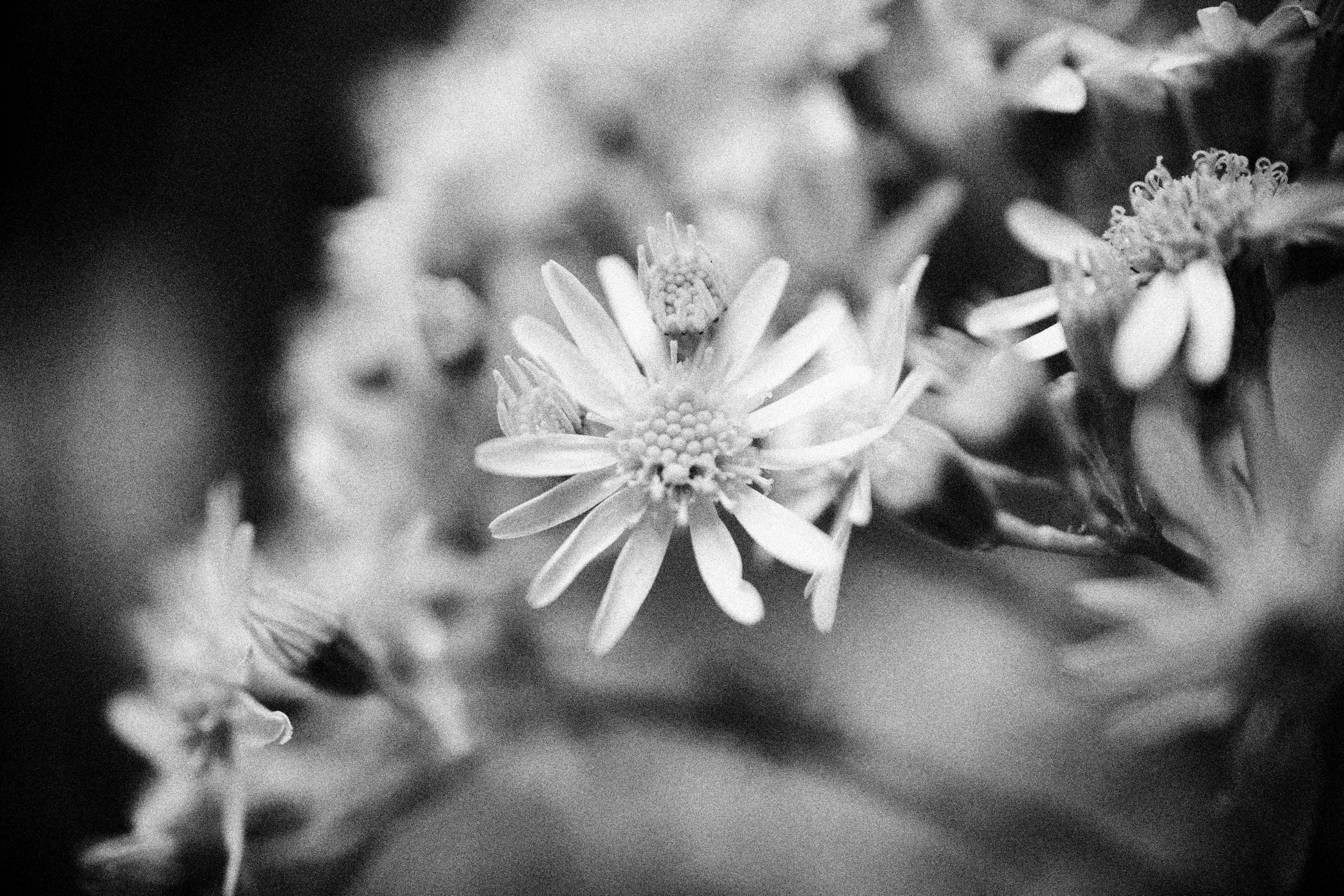 261801_FLOWERSONTHEEDGE_TILLYWACE_0689.jpg
