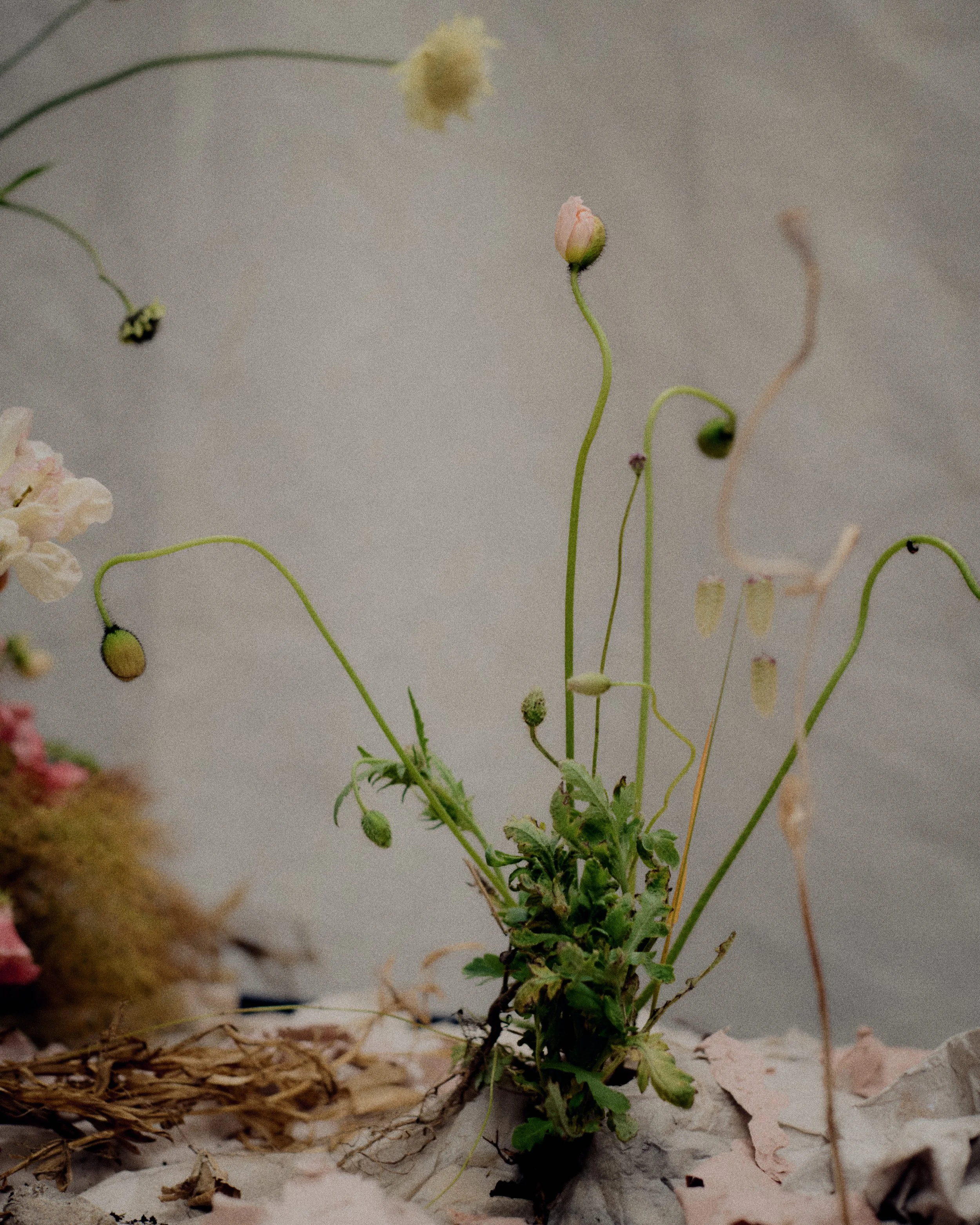 261801_FLOWERSONTHEEDGE_TILLYWACE_0965.jpg