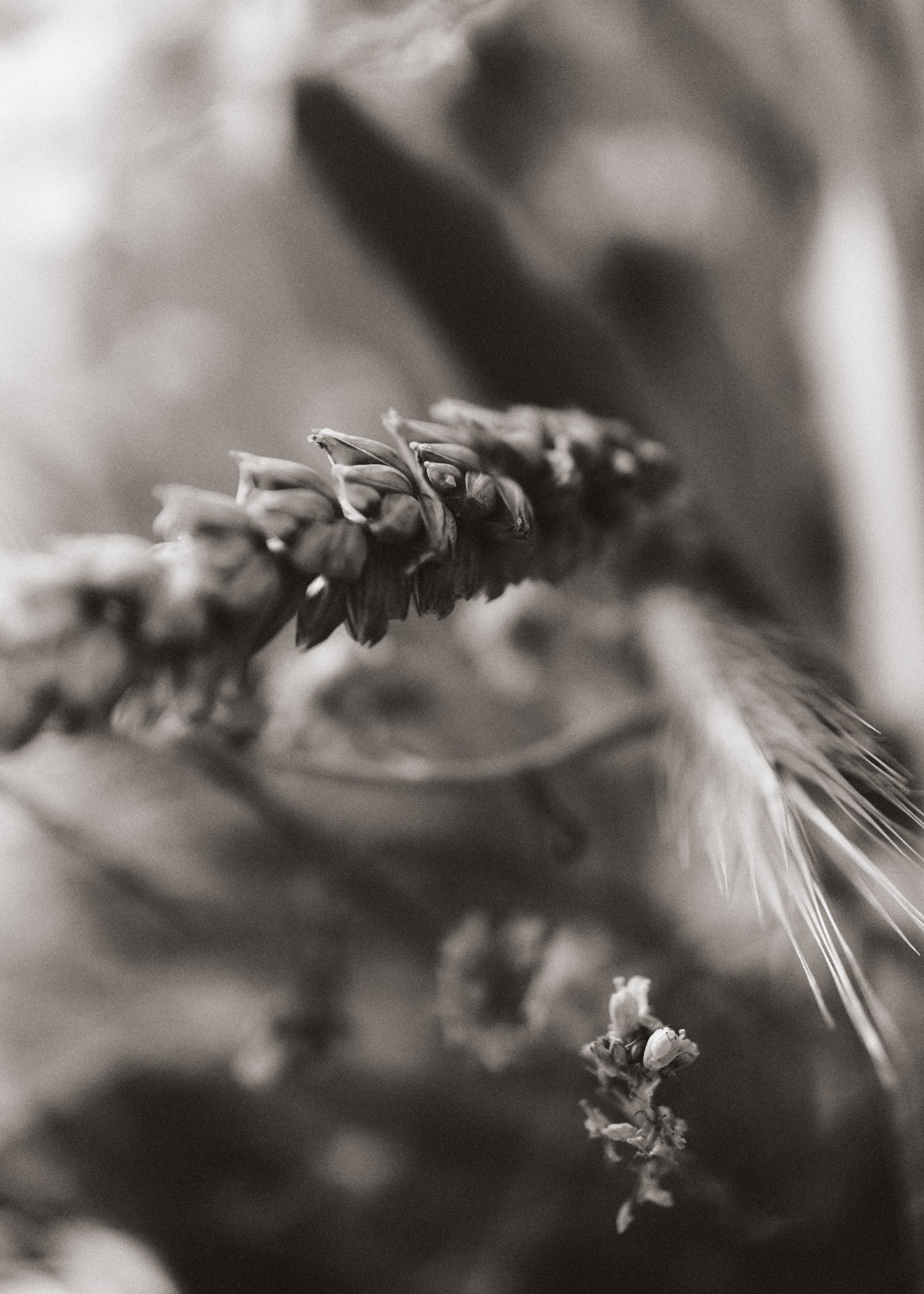 261801_FLOWERSONTHEEDGE_TILLYWACE_1386 1.jpg