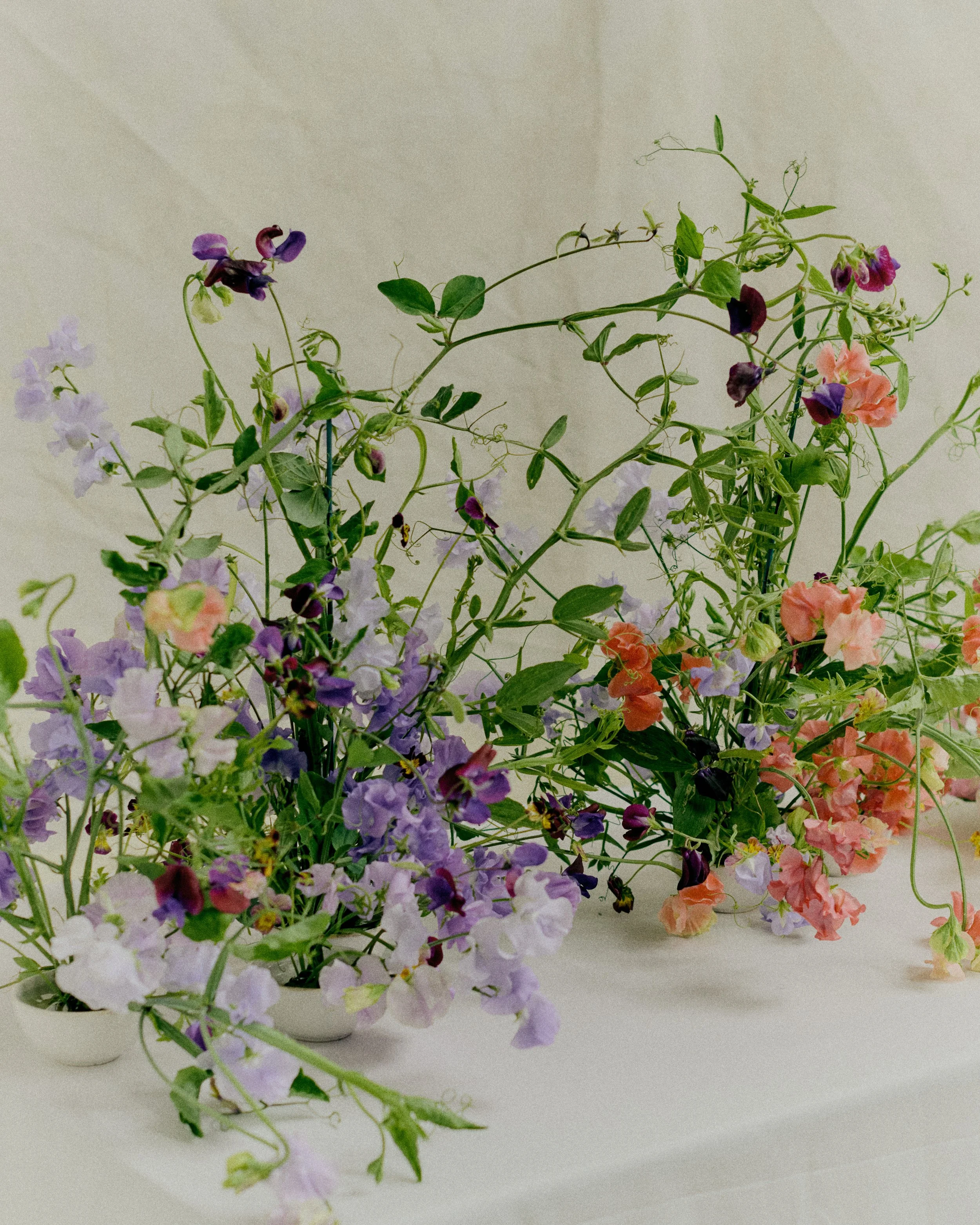 261801_FLOWERSONTHEEDGE_TILLYWACE_1019.jpg