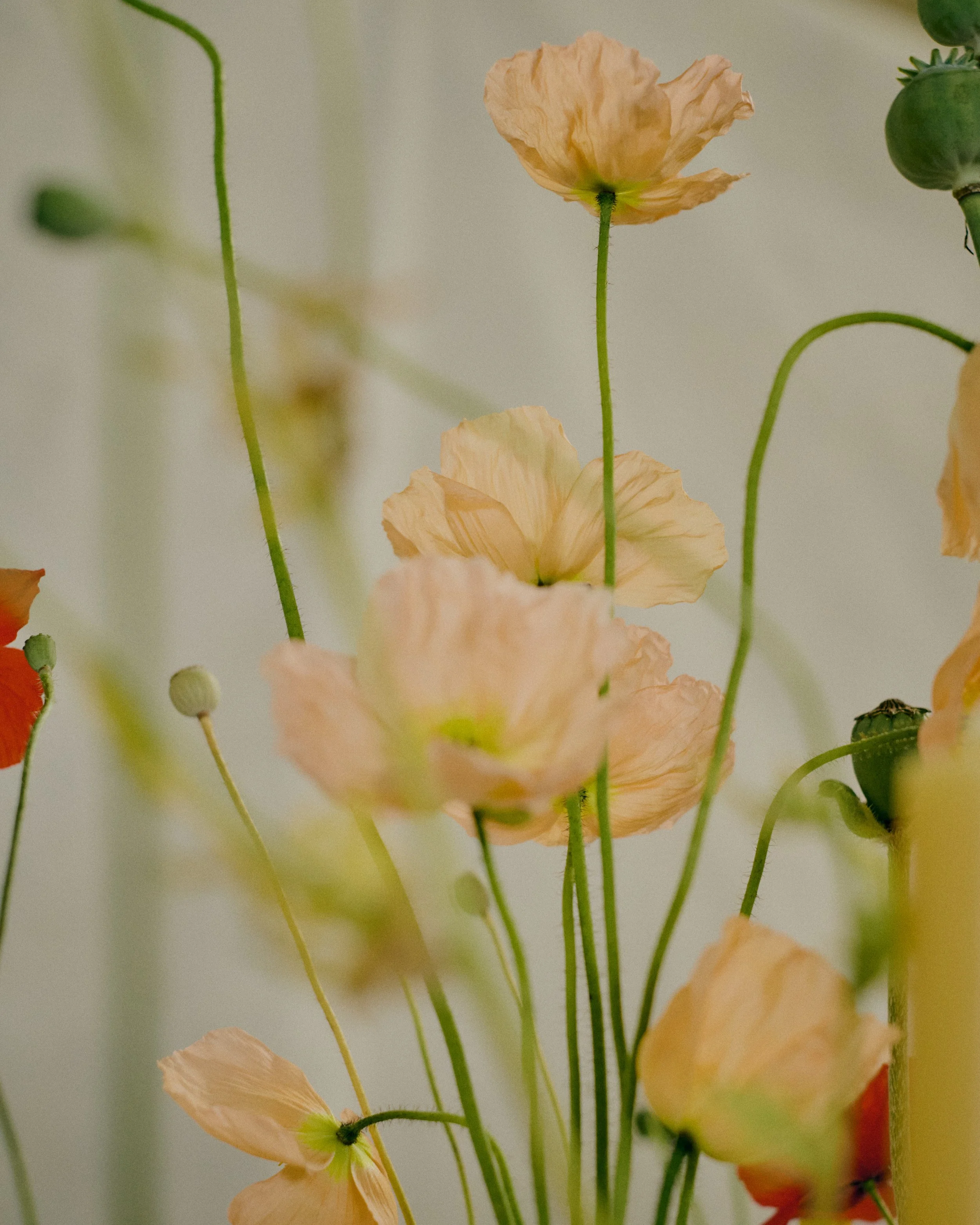 261801_FLOWERSONTHEEDGE_TILLYWACE_1727.jpg