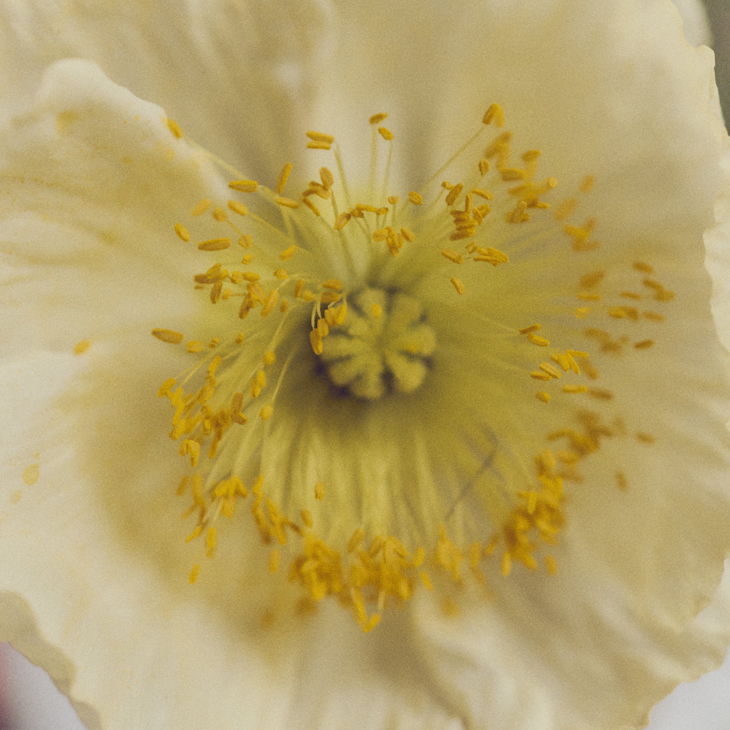 261801_FLOWERSONTHEEDGE_TILLYWACE_0719.jpg