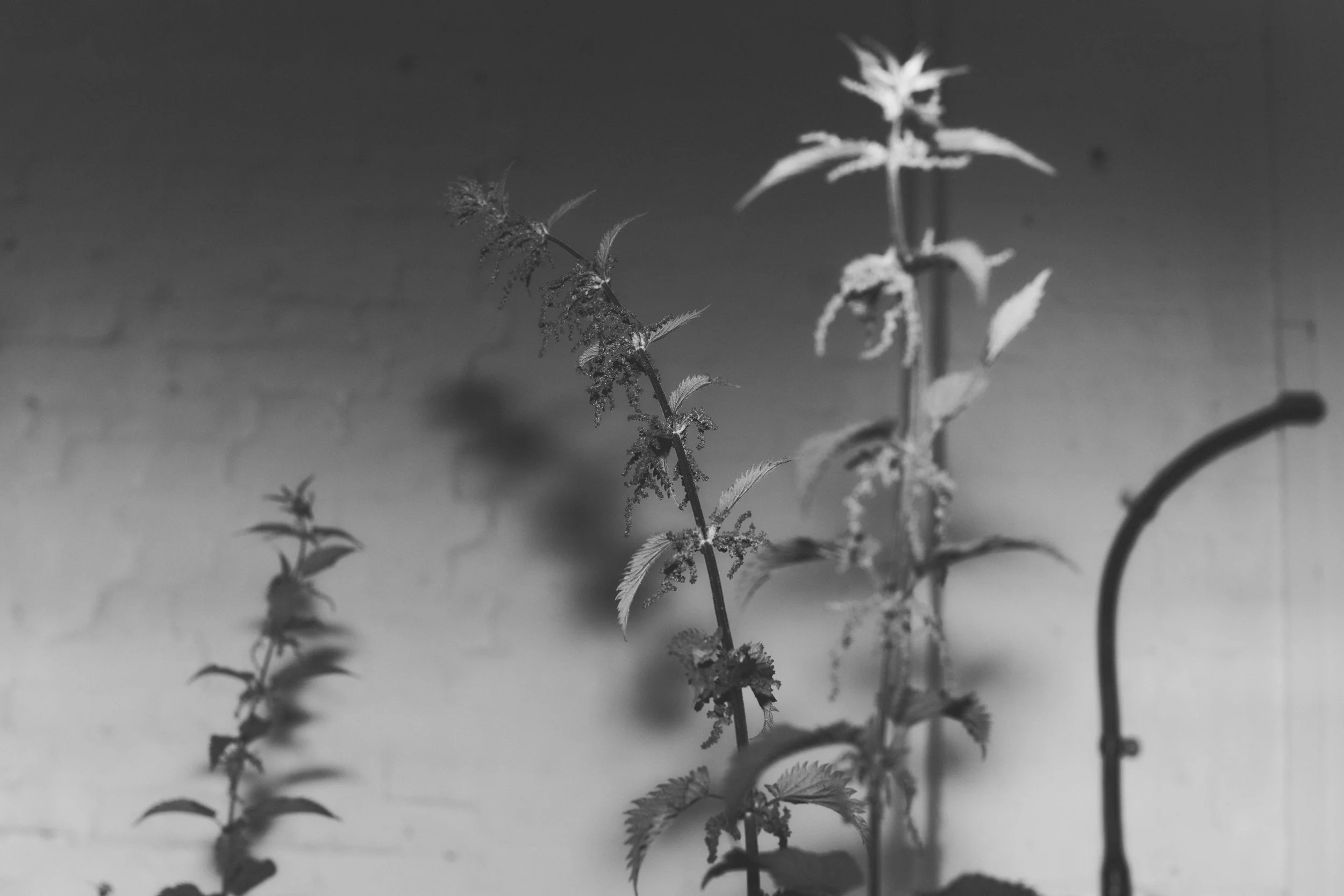 261801_FLOWERSONTHEEDGE_TILLYWACE_0530.jpg