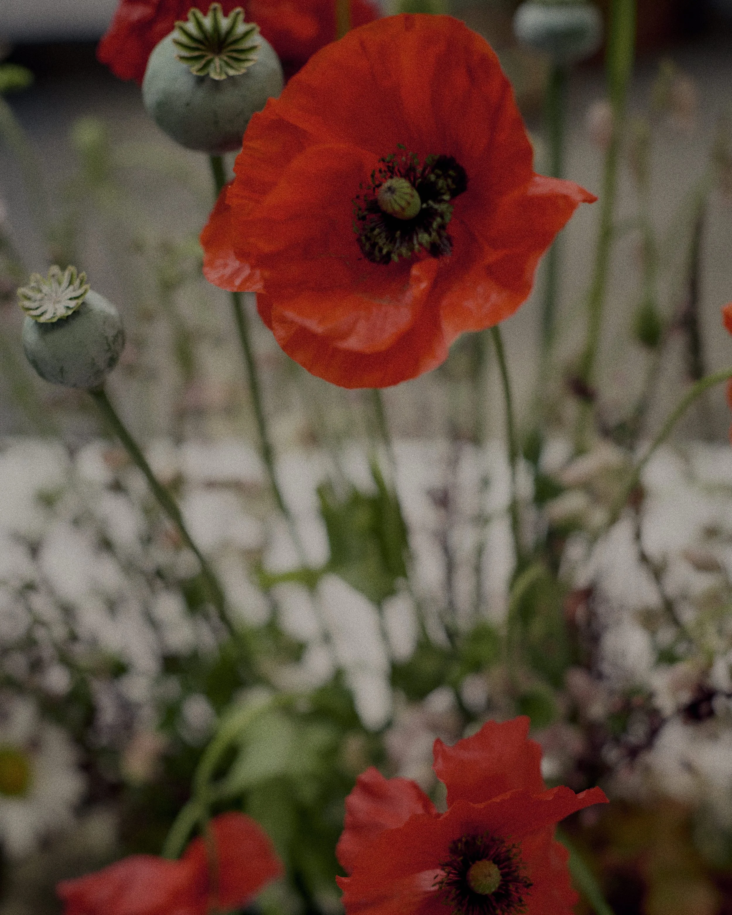 261801_FLOWERSONTHEEDGE_TILLYWACE_1439.jpg