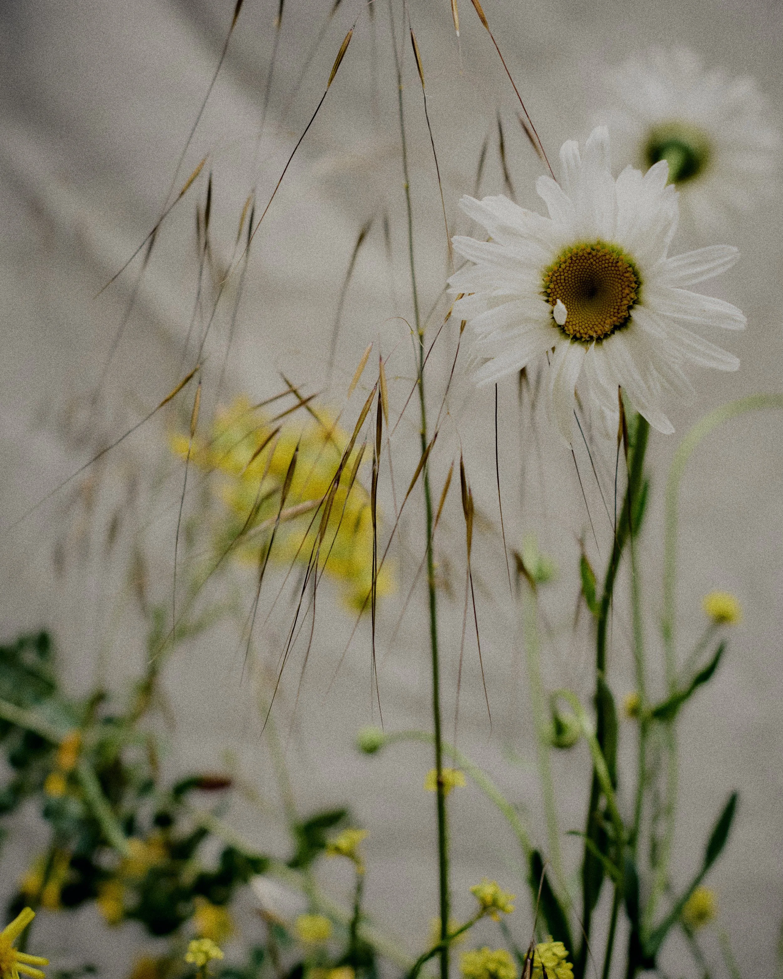 261801_FLOWERSONTHEEDGE_TILLYWACE_1075.jpg