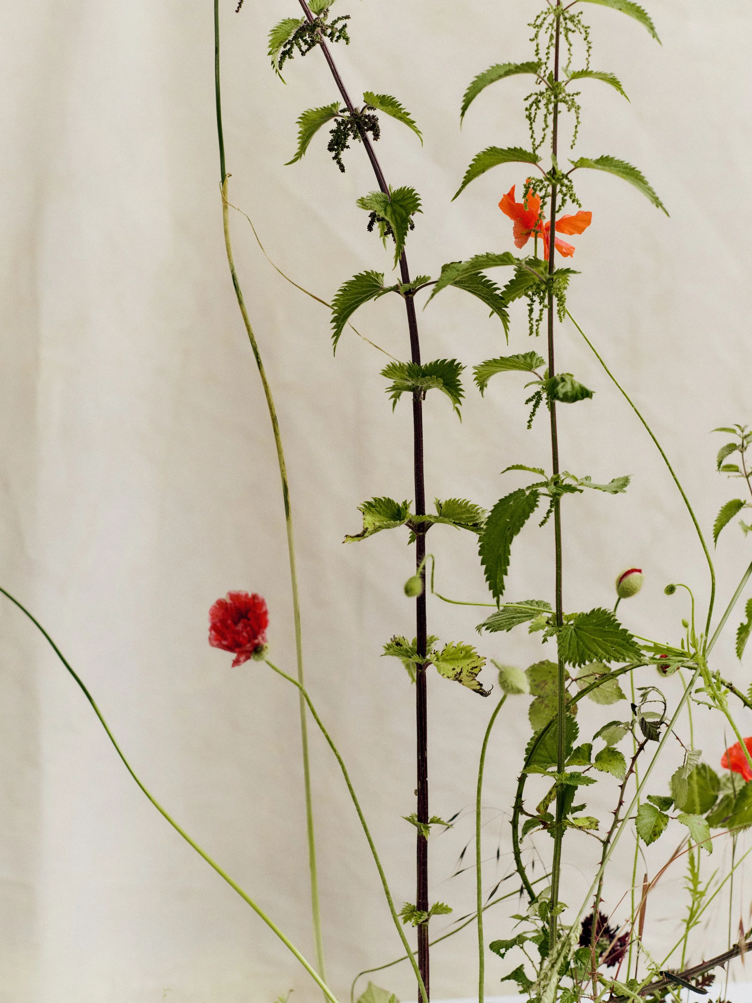 261801_FLOWERSONTHEEDGE_TILLYWACE_1548.jpg