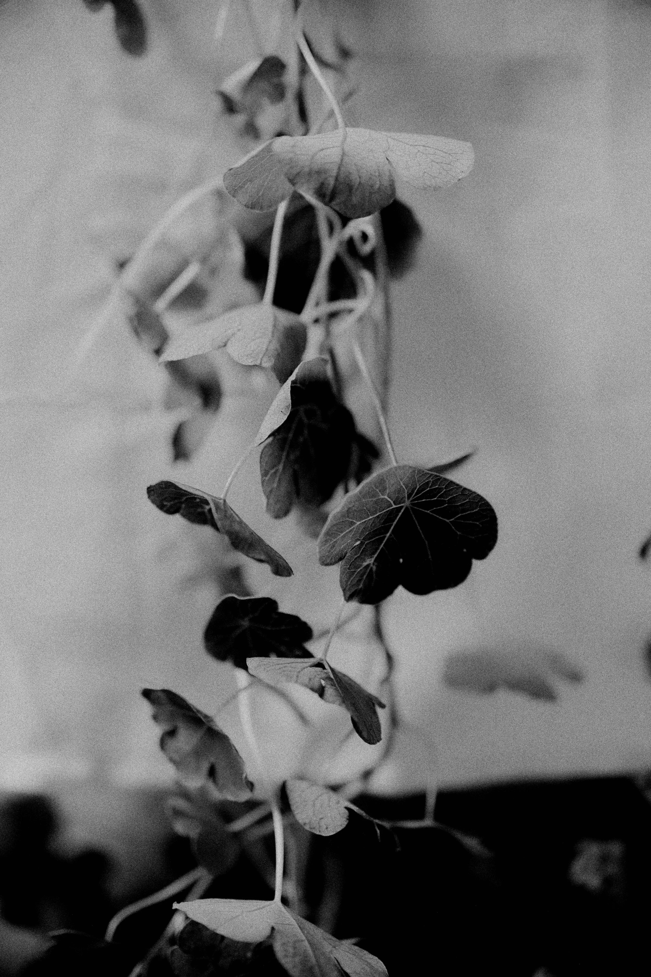 261801_FLOWERSONTHEEDGE_TILLYWACE_0711.jpg