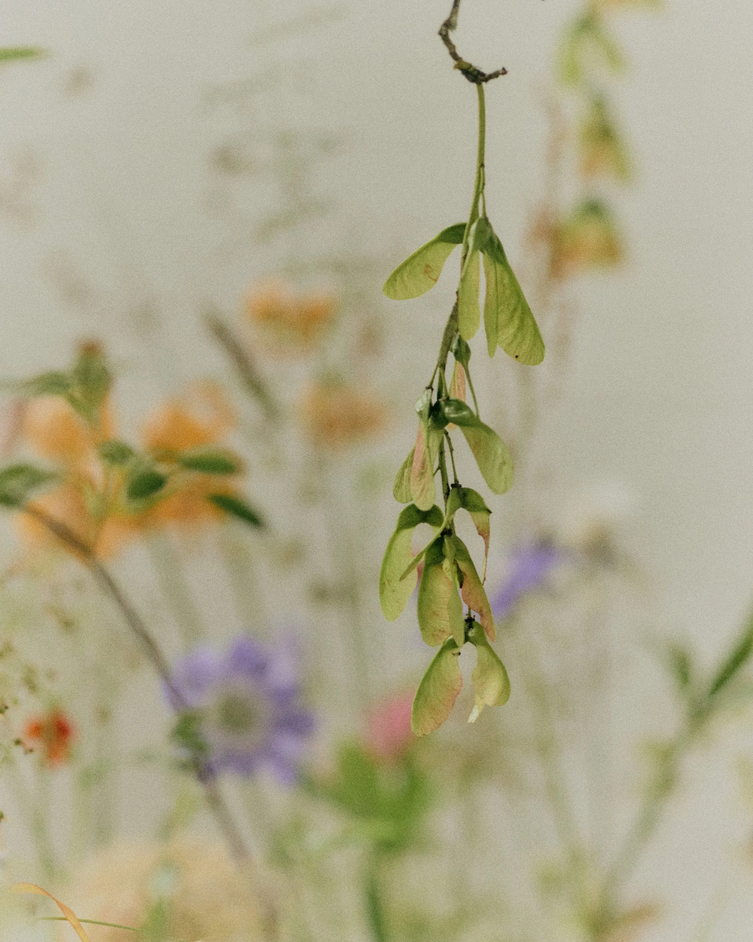 261801_FLOWERSONTHEEDGE_TILLYWACE_1416.jpg