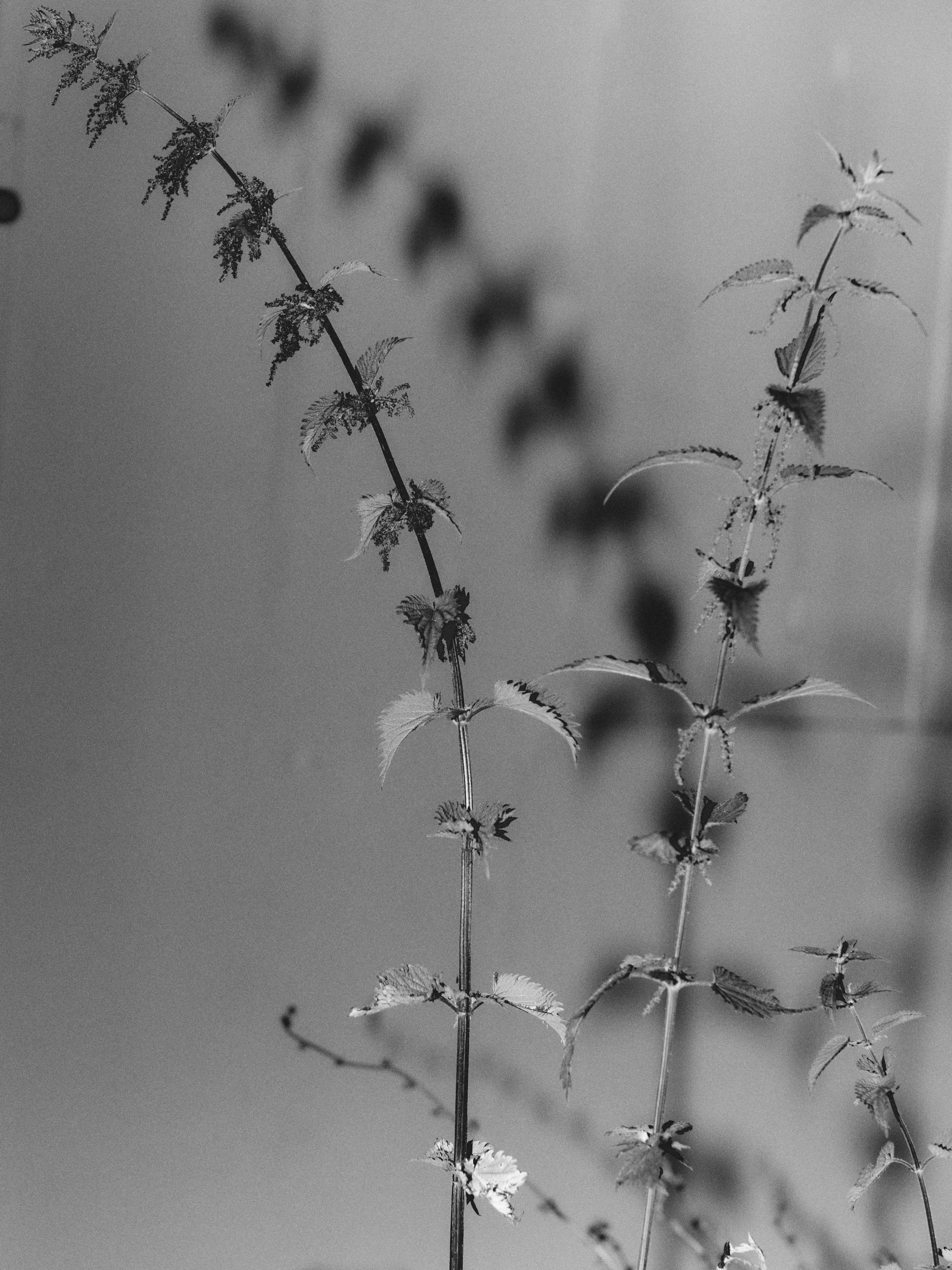 261801_FLOWERSONTHEEDGE_TILLYWACE_0526.jpg