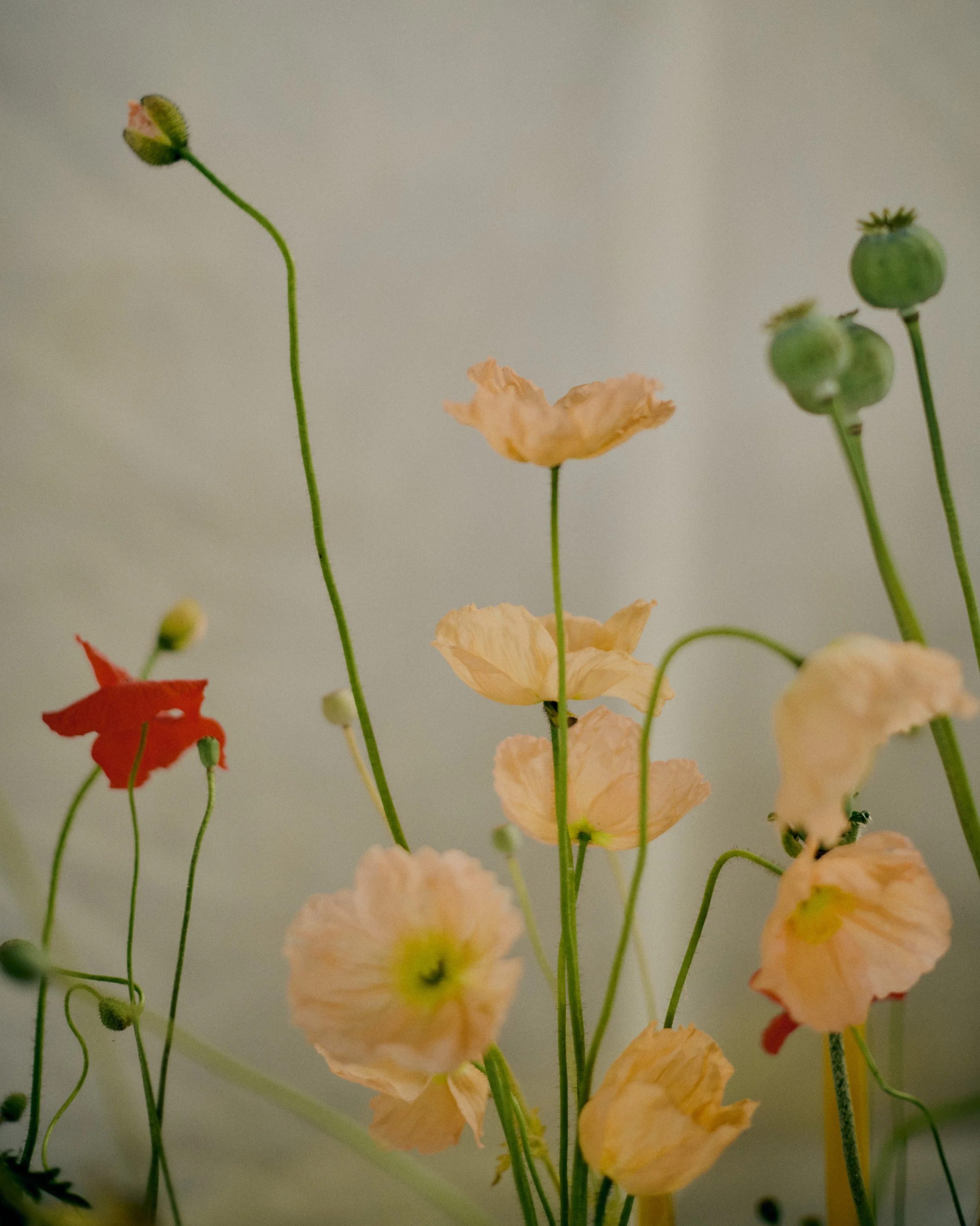 261801_FLOWERSONTHEEDGE_TILLYWACE_1672.jpg