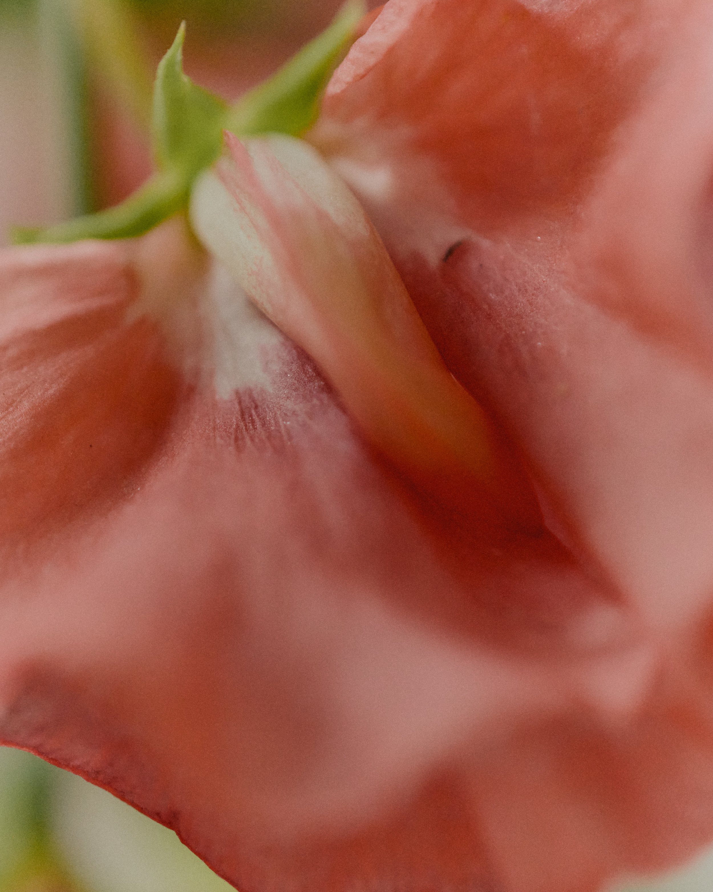 261801_FLOWERSONTHEEDGE_TILLYWACE_0818.jpg