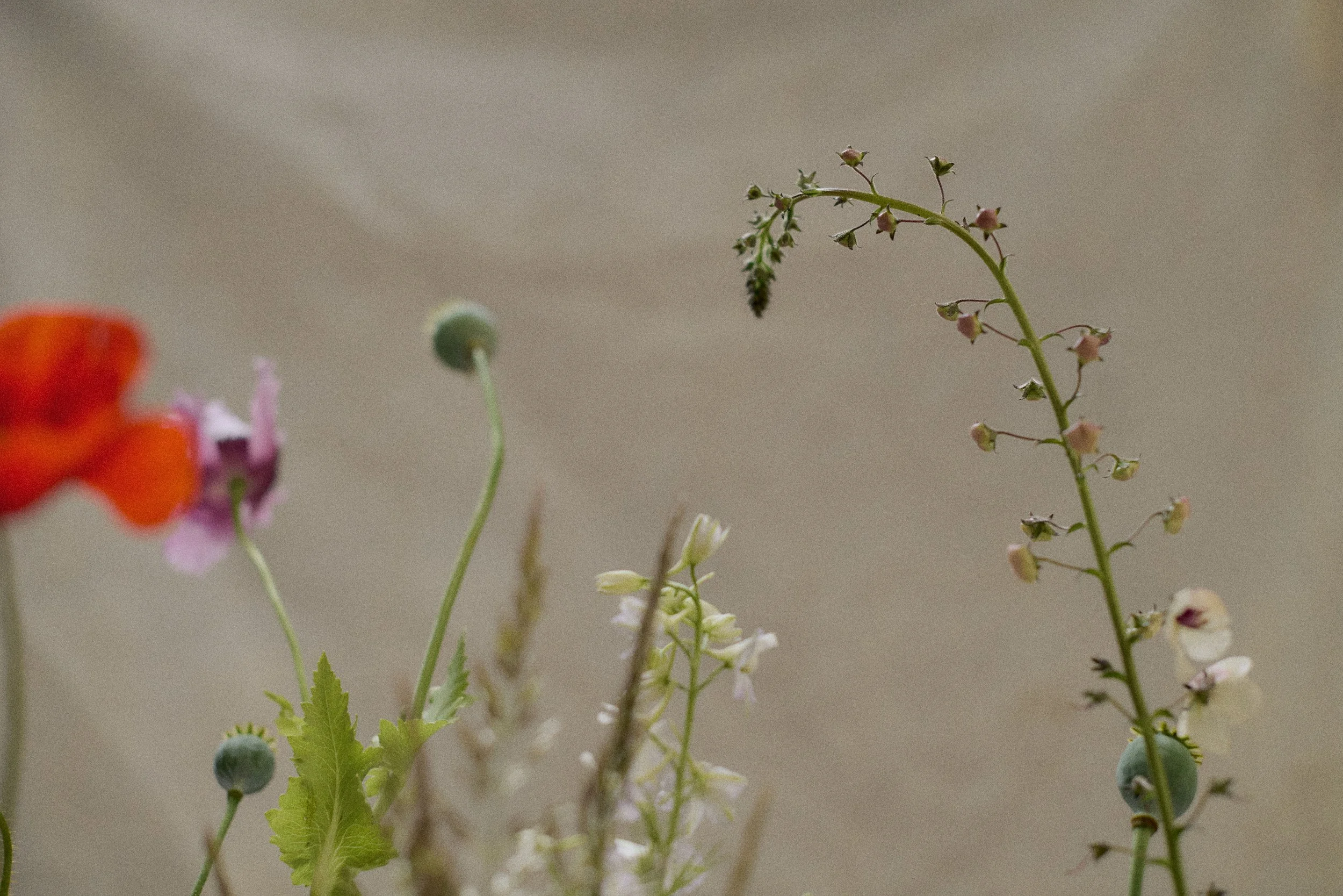 261801_FLOWERSONTHEEDGE_TILLYWACE_1767.jpg