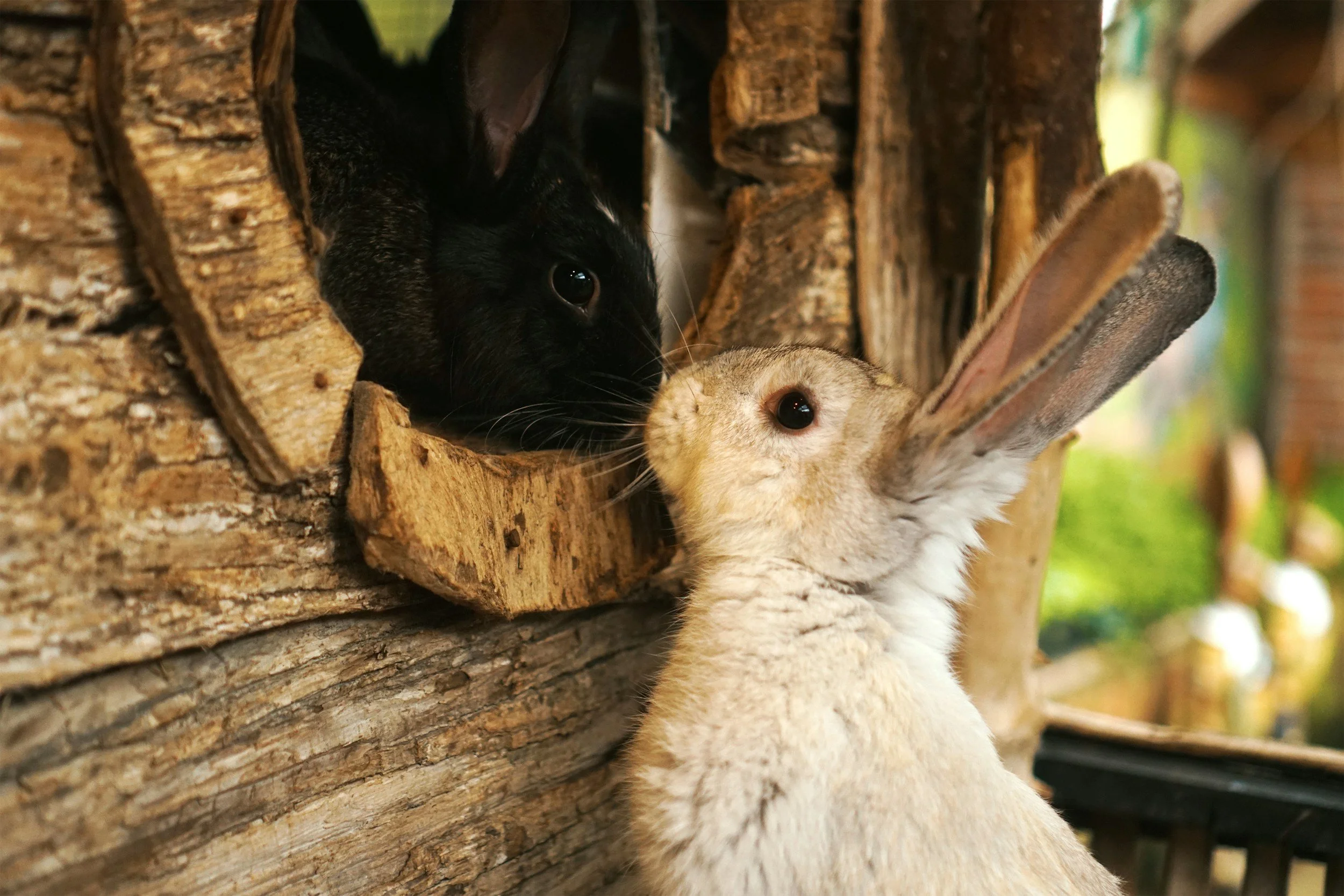 Reservoir - Bunnies, Blooms &amp; Belonging Program