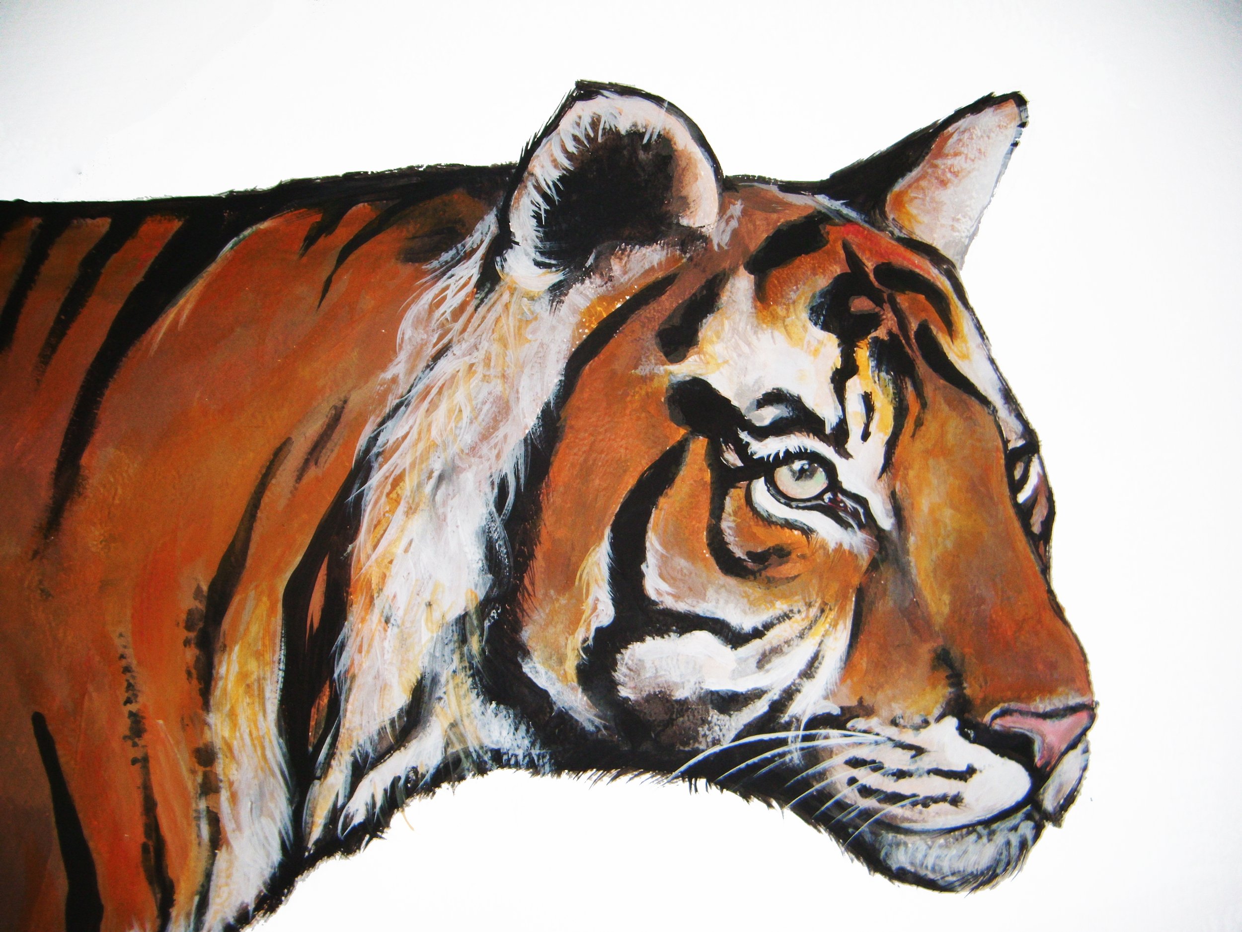 Tiger Close up.jpg