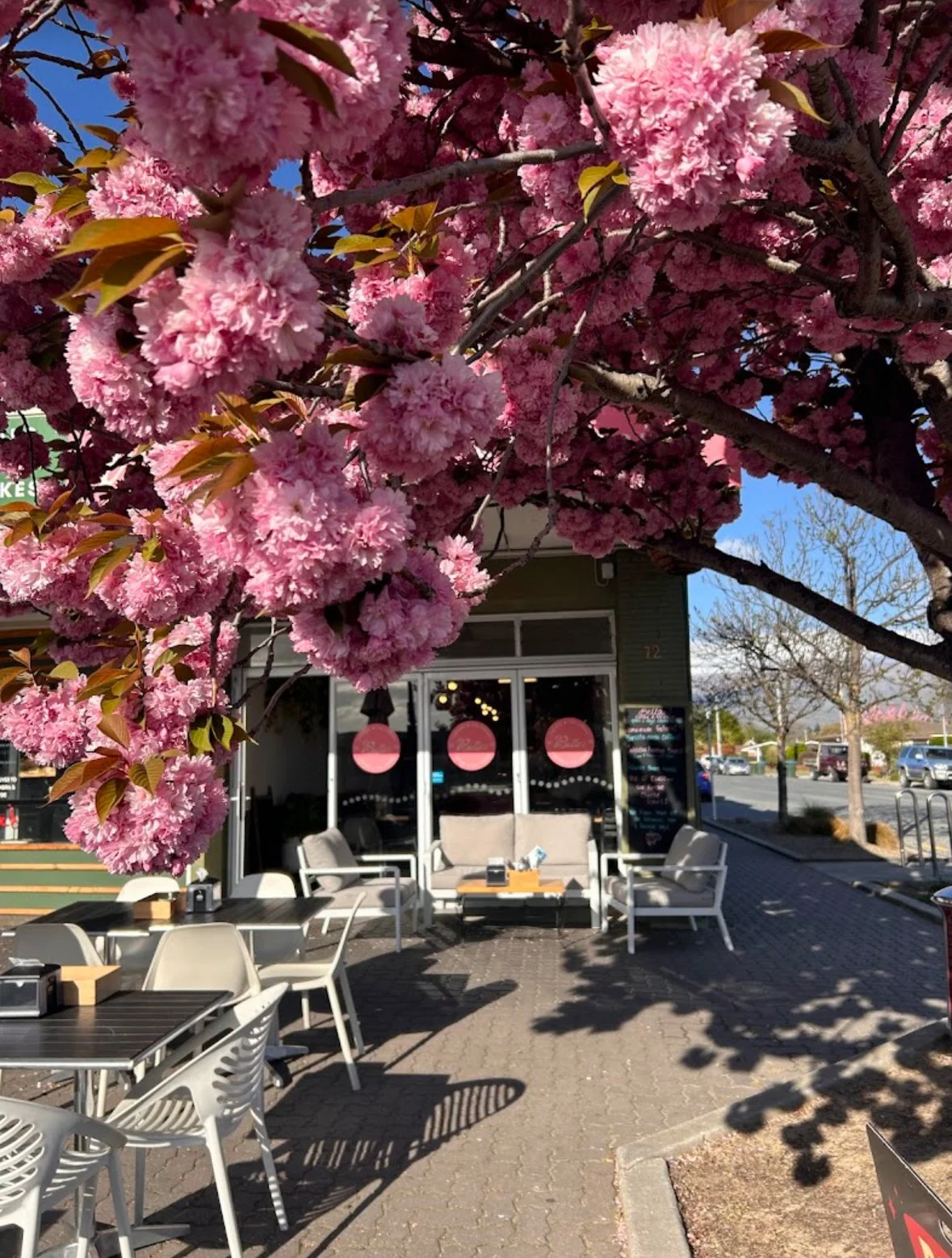 Pink flowering Cherry tree outside Bella's Cafe.
