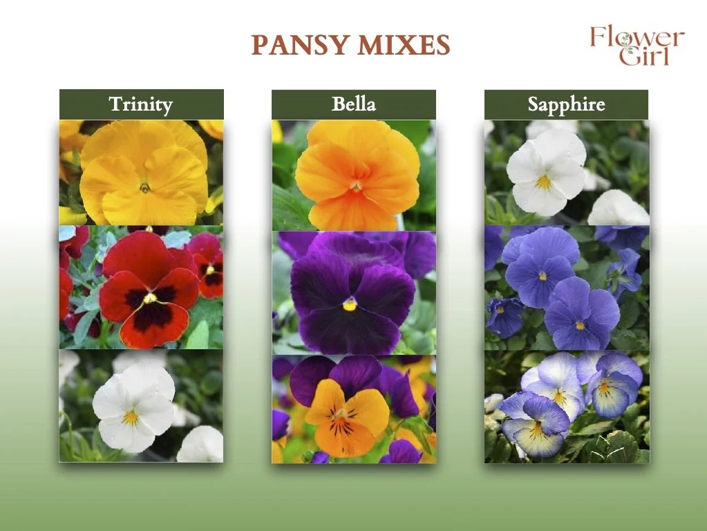 Fall Flowers A.jpg