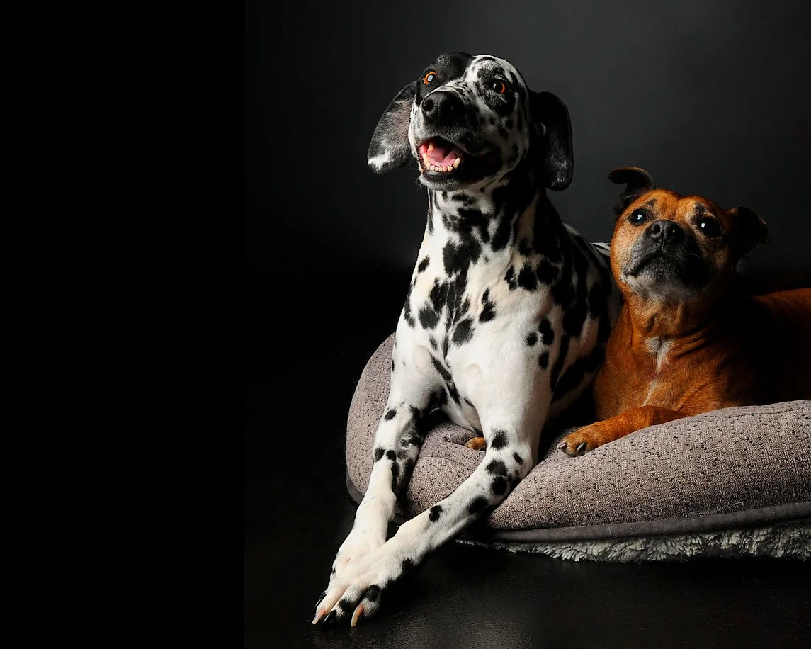 Two dogs, a Dalmatian and a brown dog, lying on a gray dog bed against a black background.