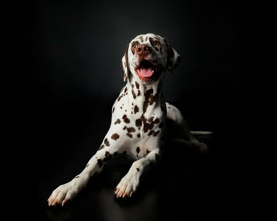 Dalmatian dog with a white coat and black spots sitting on a black surface against a dark background, with tongue out and looking alert.