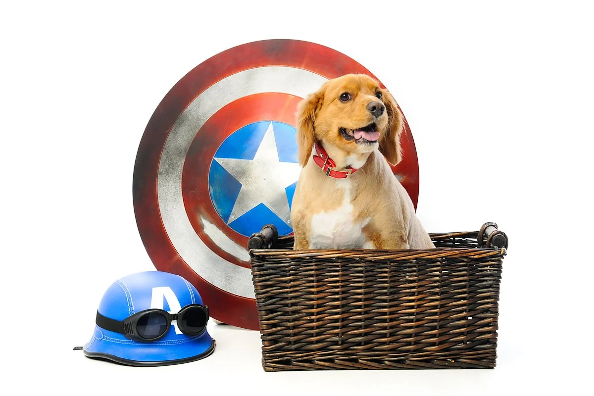 A dog sitting in a wicker basket in front of Captain America's shield with a blue helmet and goggles beside it.