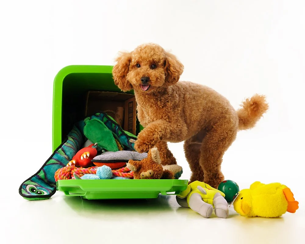 A fluffy brown poodle dog surrounded by toys, standing next to an open green storage container filled with toys on a white background.