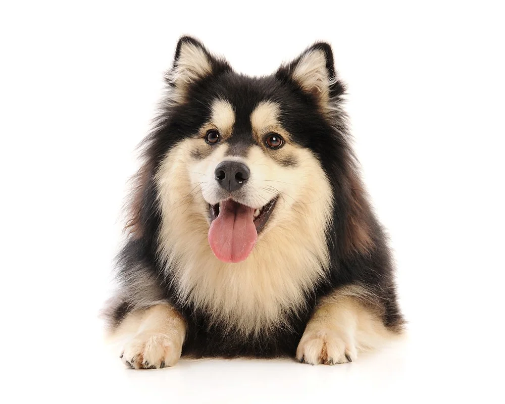A happy Shetland Sheepdog lying down with its tongue out against a white background.