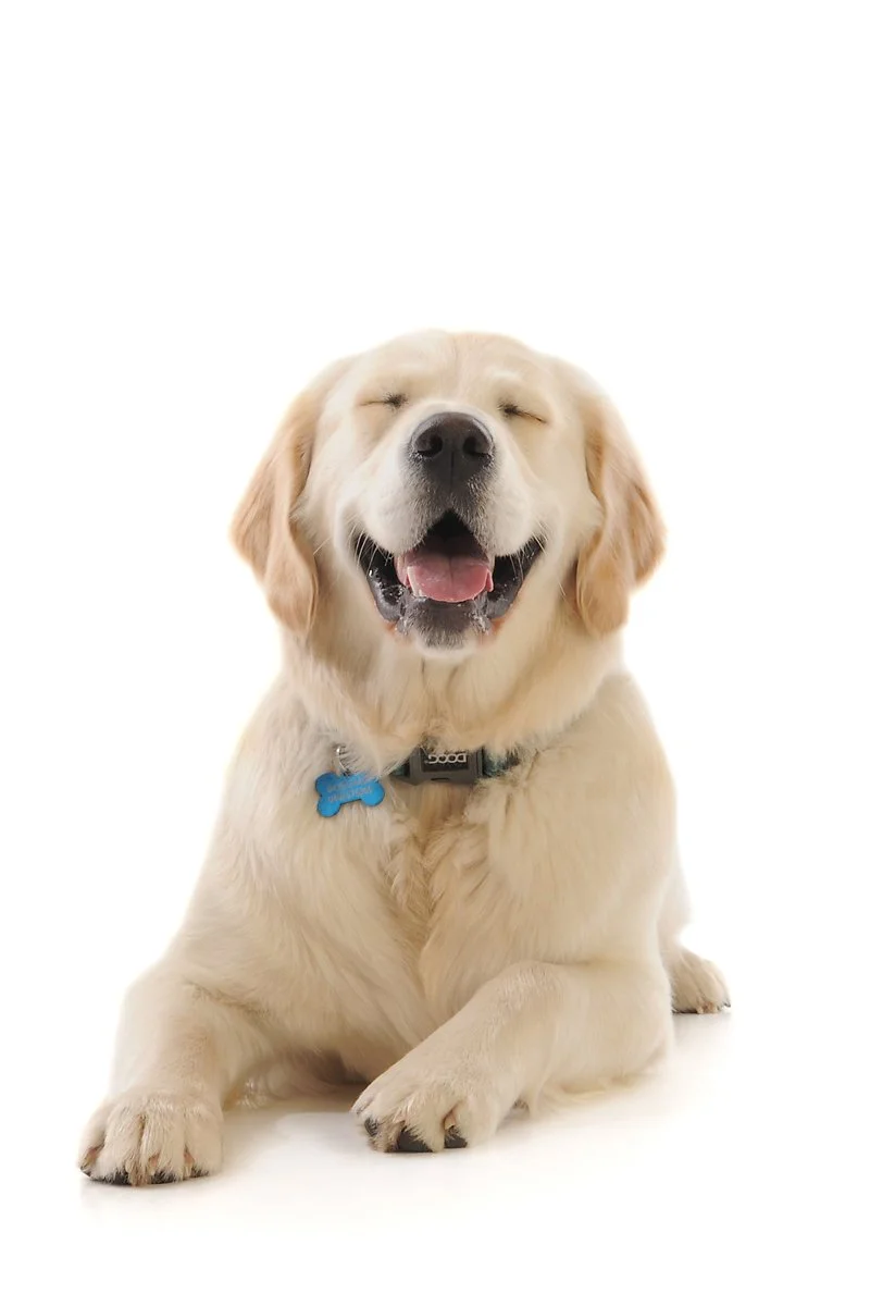 A happy golden retriever puppy with its eyes closed, mouth open, and tongue visible, sitting on a white background.
