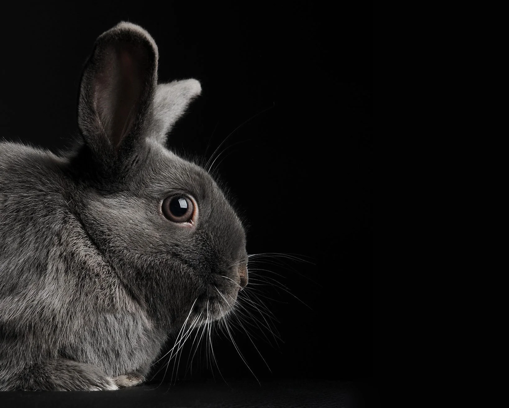 A gray rabbit with pink eyes on a black background
