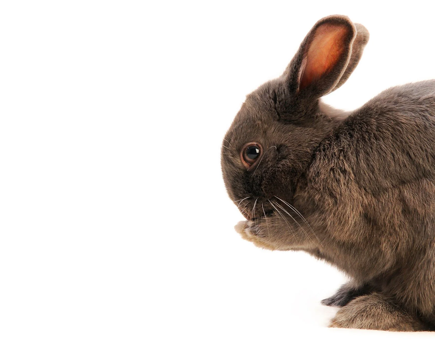 A gray rabbit with pink inner ears sitting and holding its paw near its mouth against a white background.