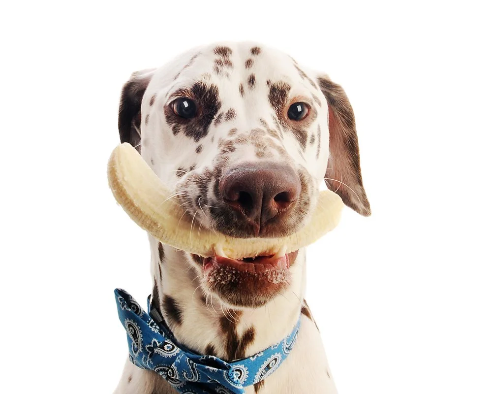 A Dalmatian dog with a blue bandana around its neck holding a banana in its mouth against a white background.