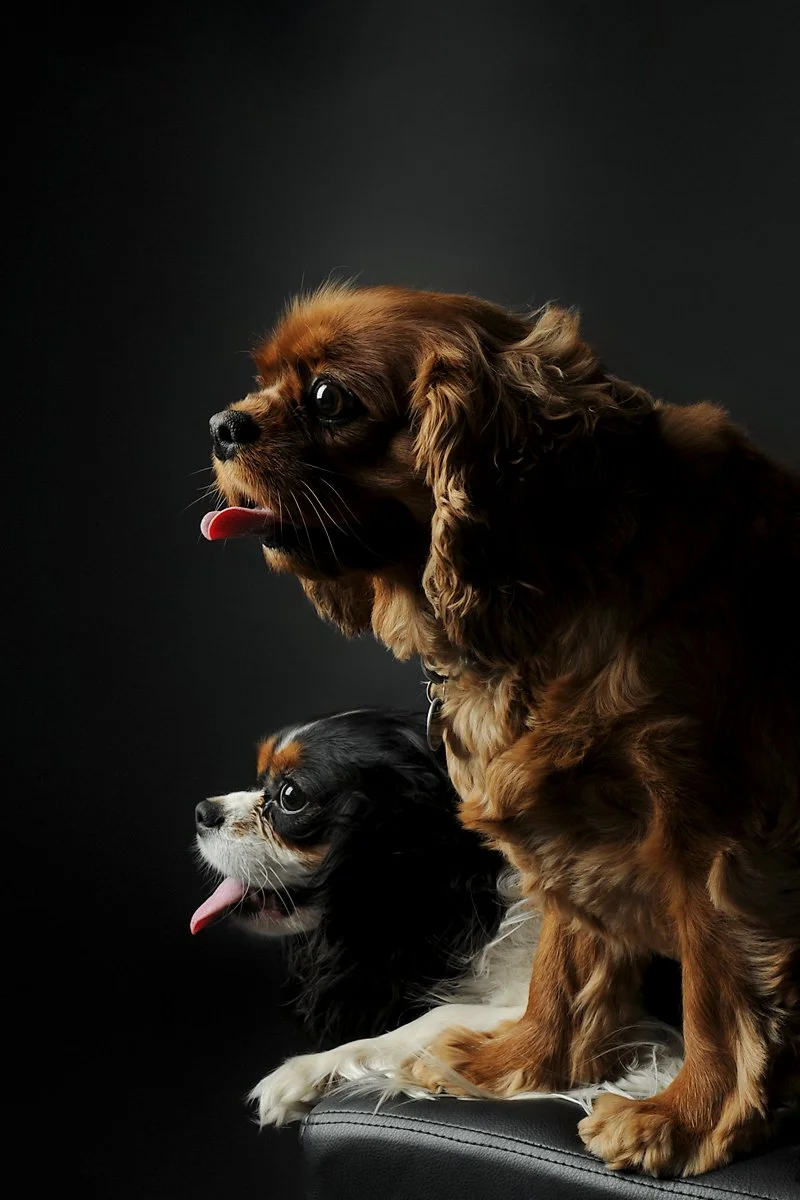 Two dogs, a Cocker Spaniel and a Cavalier King Charles Spaniel, sit side by side against a black background, with their tongues out.
