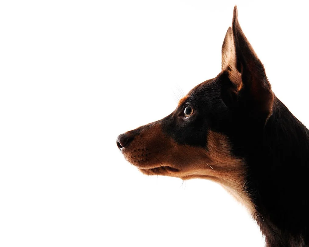 Close-up of a black and tan dog in profile against a white background.