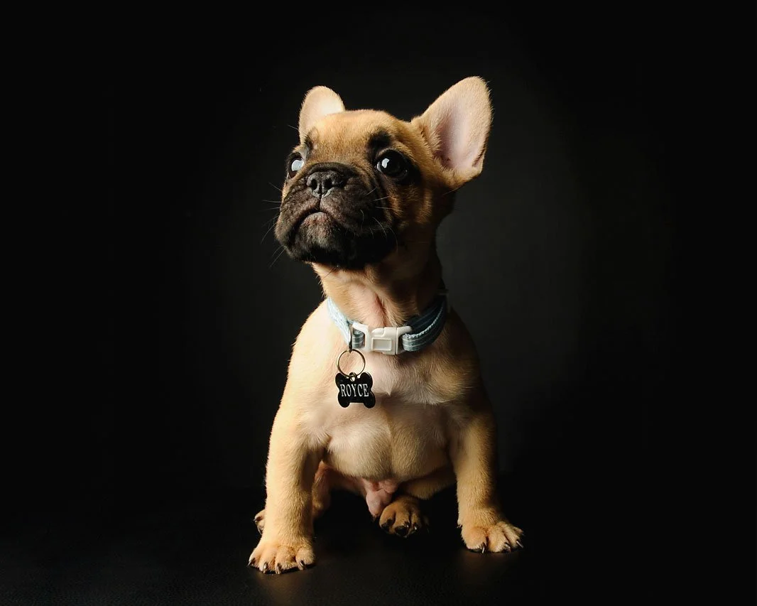 A cute French Bulldog puppy with a black face and tan body sitting against a black background, wearing a collar with a bone-shaped tag that says 'ROYCE'.