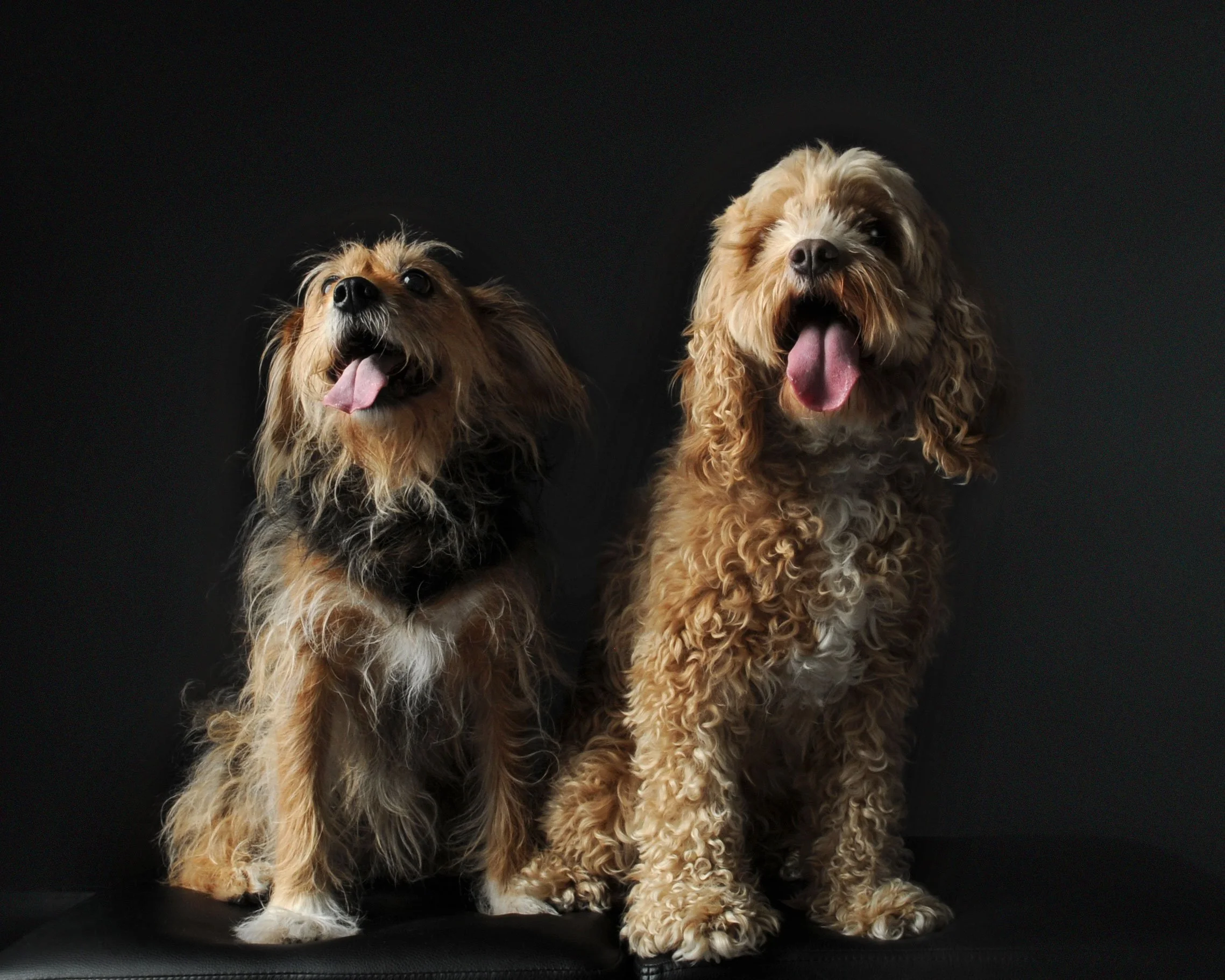 Two dogs, one with a scruffy appearance and the other with curly fur, sitting against a dark background with their tongues out.