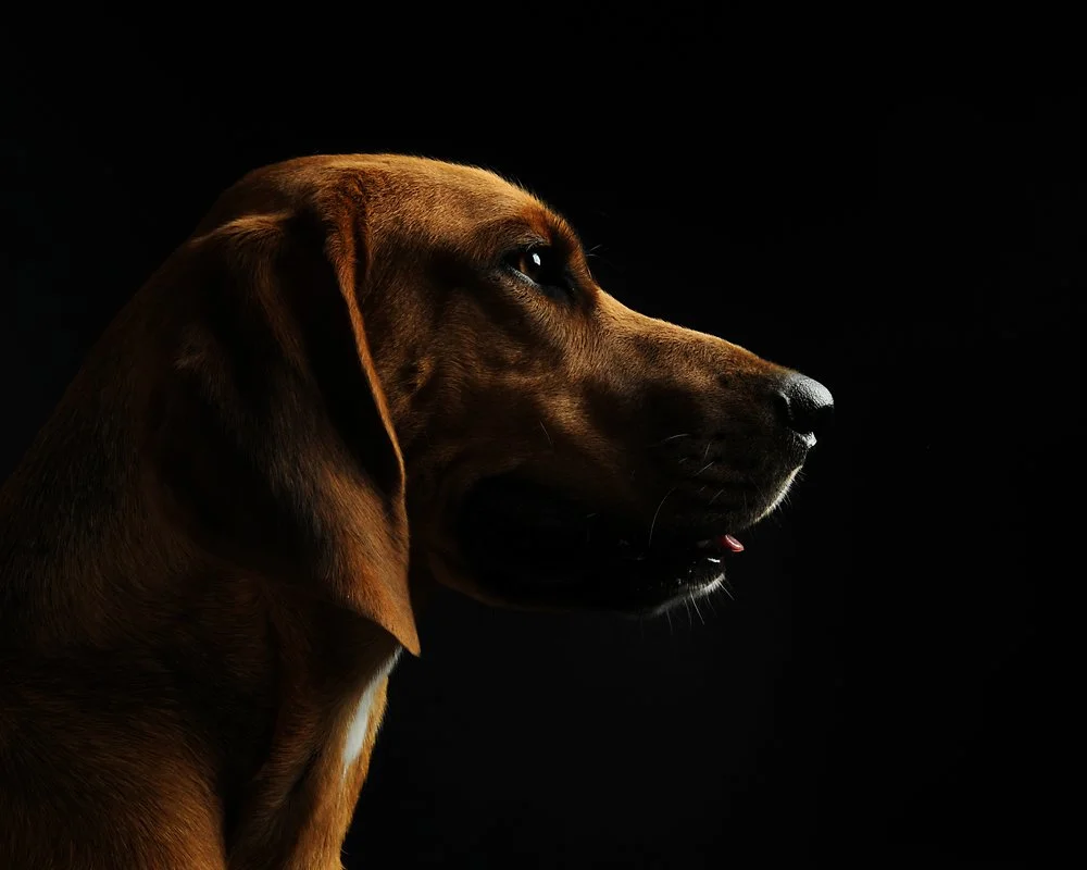 Side profile of a brown dog with long ears against a black background.