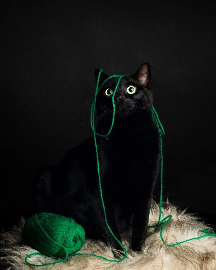 A black cat with yellow eyes sitting on a furry surface, with a green ball of yarn at its paws and green yarn draped over its head and around its body, against a dark background.