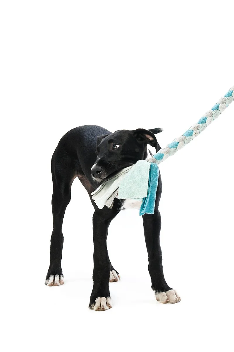 Black puppy biting a cleaning cloth on an extendable duster against a white background.