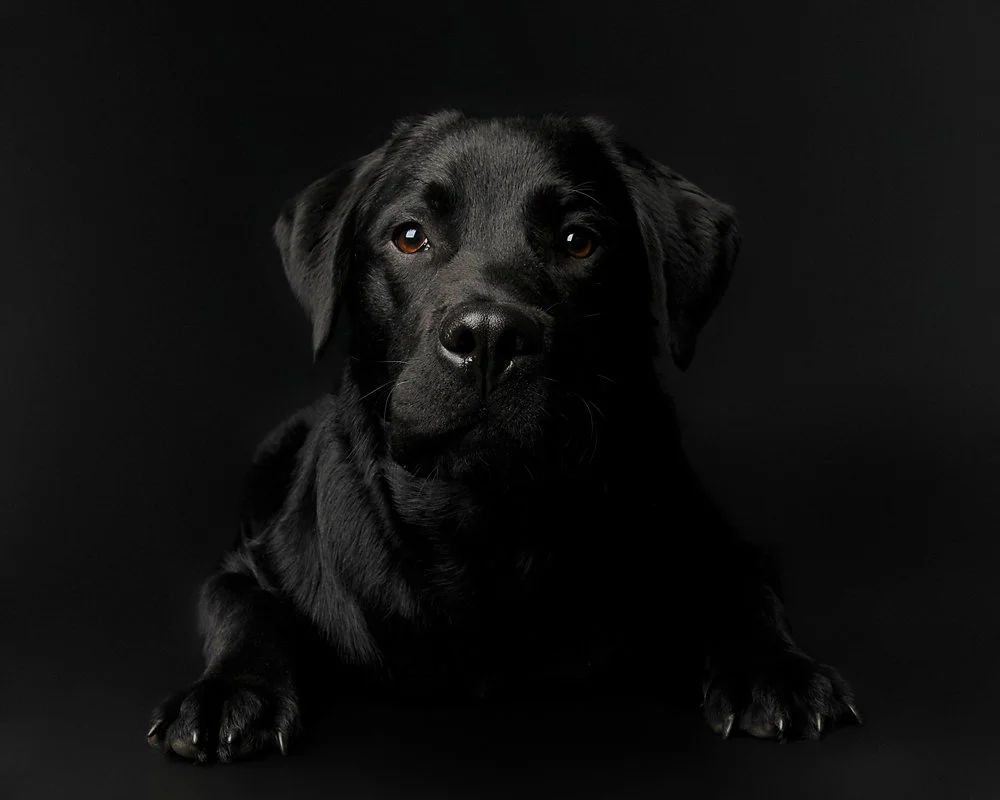 A black dog lying down on a black background, looking directly at the camera.