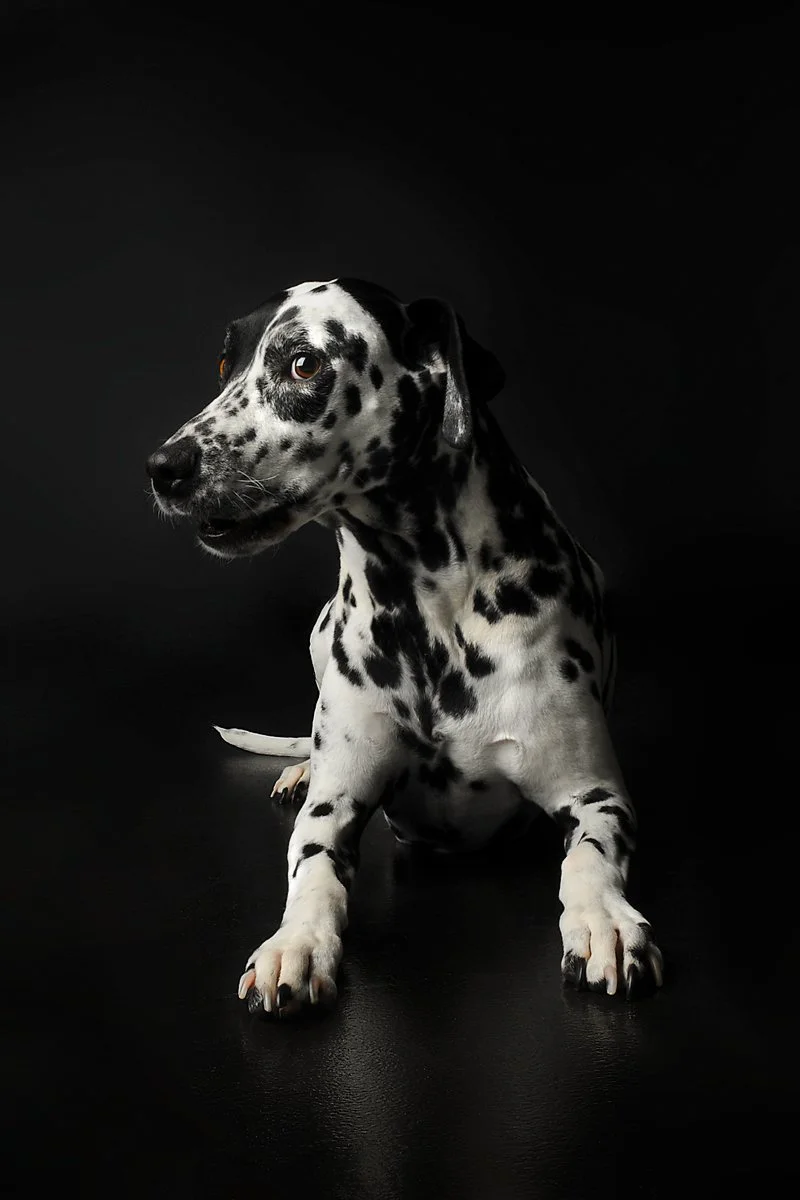 A Dalmatian dog with black spots sitting against a black background.