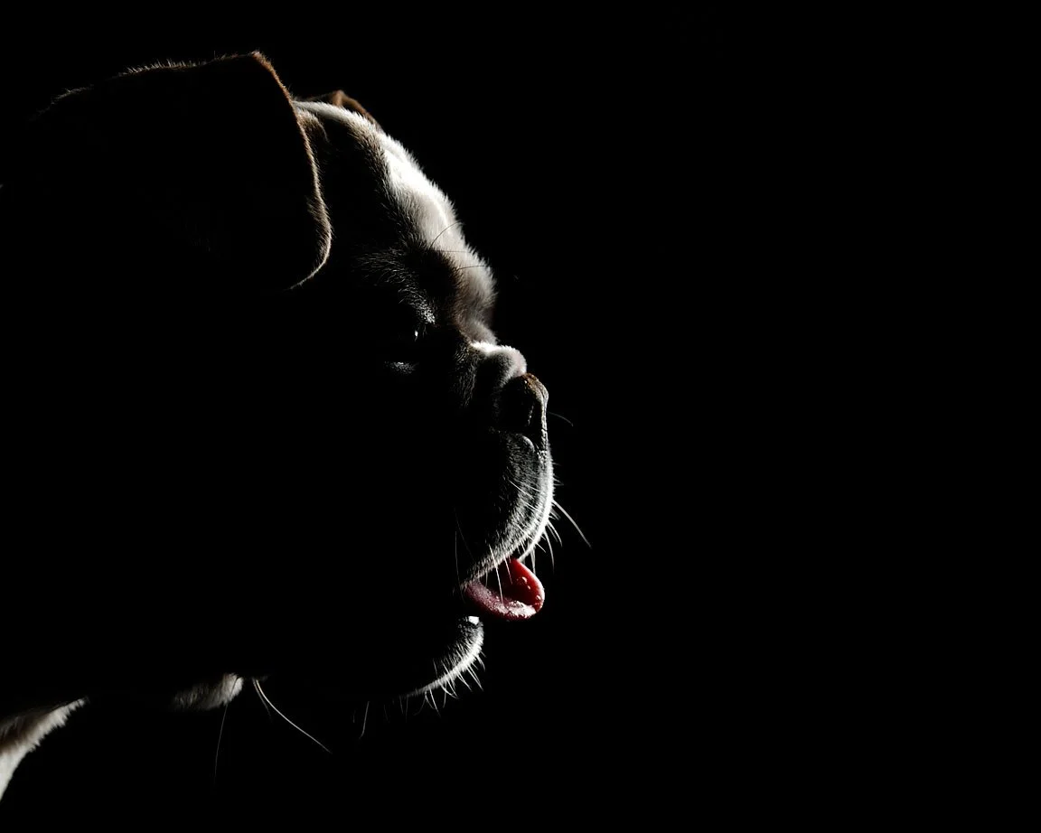 Side profile of a dog in low light, showing part of its face, nose, eye, and open mouth with visible tongue.