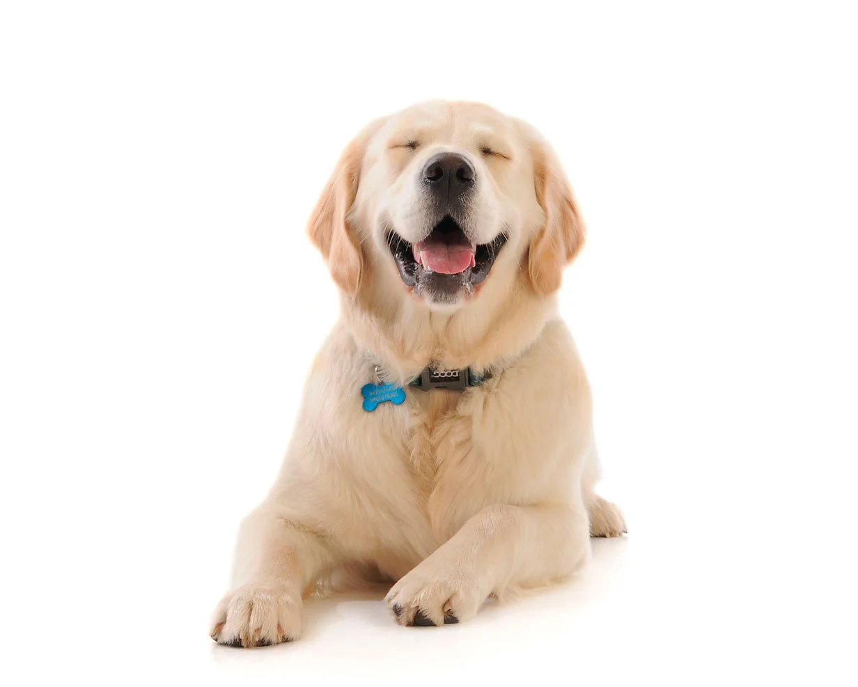 Happy golden retriever puppy with blue collar and bone tag, sitting on white background, smiling with eyes closed.