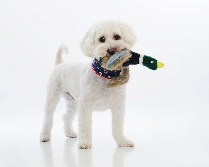 A white dog wearing a festive bandana, holding a stuffed duck toy in its mouth, against a plain white background.
