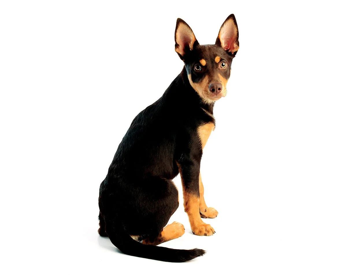 A small black and tan dog with large ears sitting on a white background.