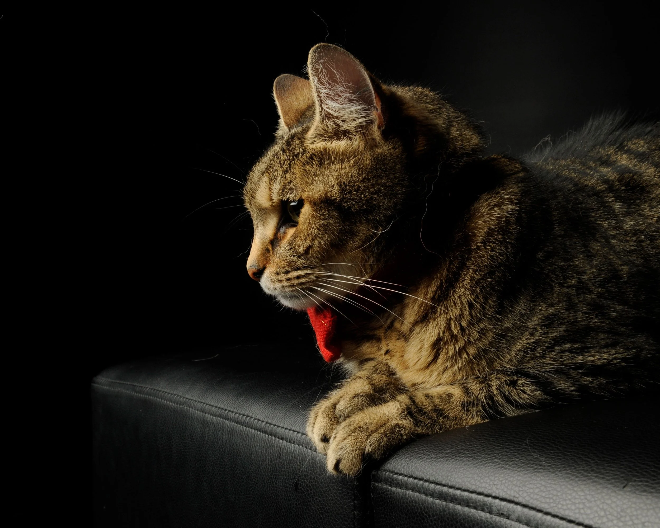A tabby cat with green eyes and striped fur sitting on a black leather surface against a dark background, yawning with its mouth open, revealing a pink tongue and small teeth.