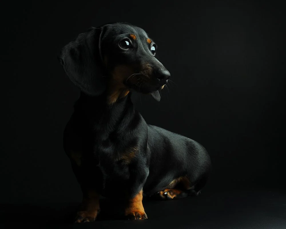 A black and tan dachshund sitting in a dark background, looking to the side.