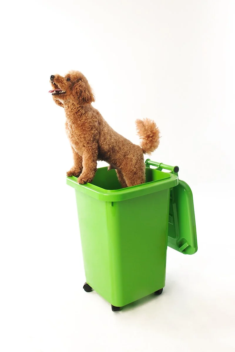 A happy brown poodle puppy standing inside an open green trash bin with the lid leaning against the side, against a plain white background.