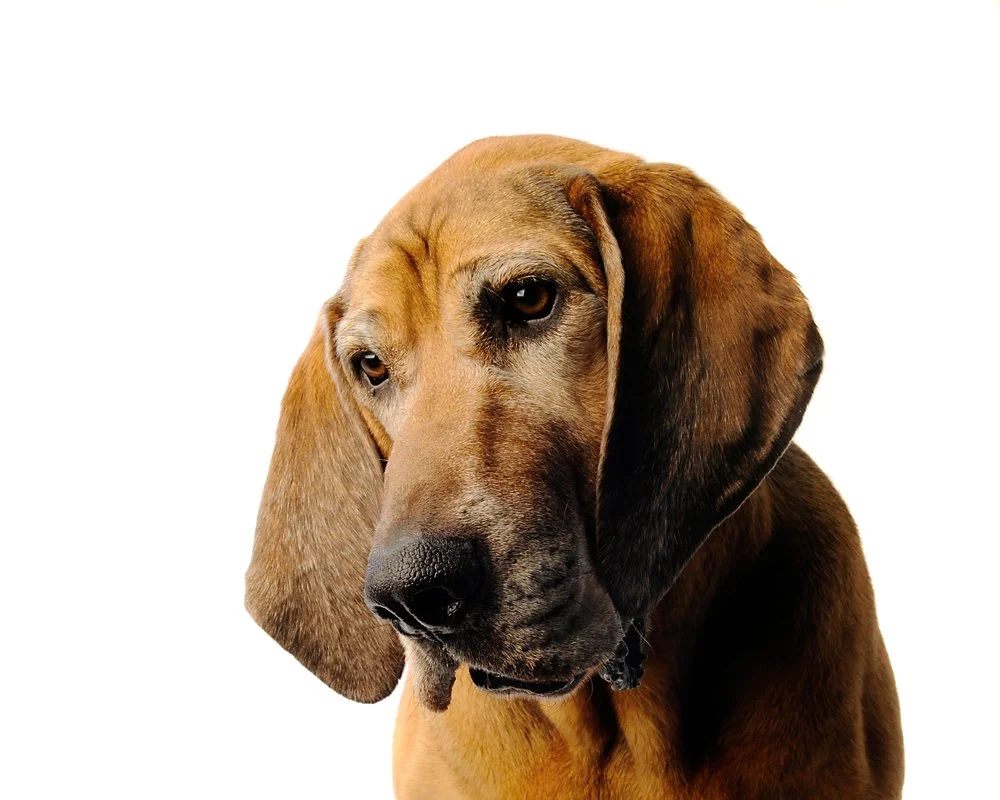 Close-up of a brown dog with long ears against a white background.