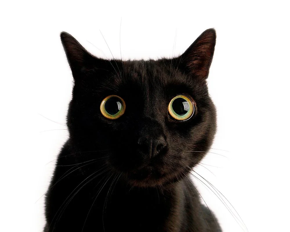 Close-up of a black cat with green and yellow eyes against a white background.