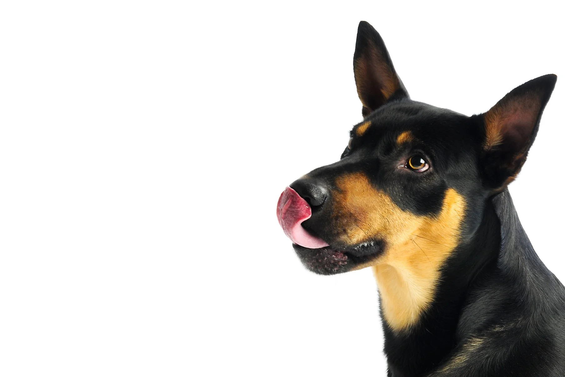 A black and tan dog with large ears and yellow eyes, licking its nose against a white background.